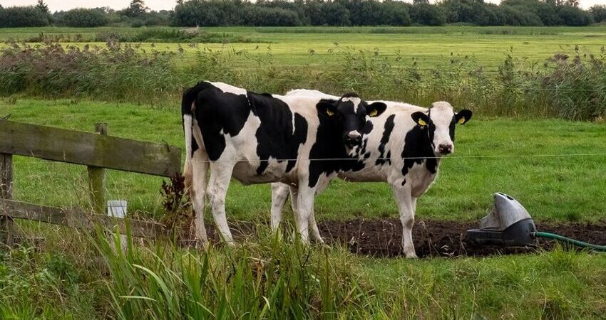 Foto van koeien in de Hegewarren
